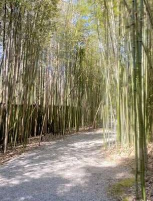 Bamboo in the Japanese Garden