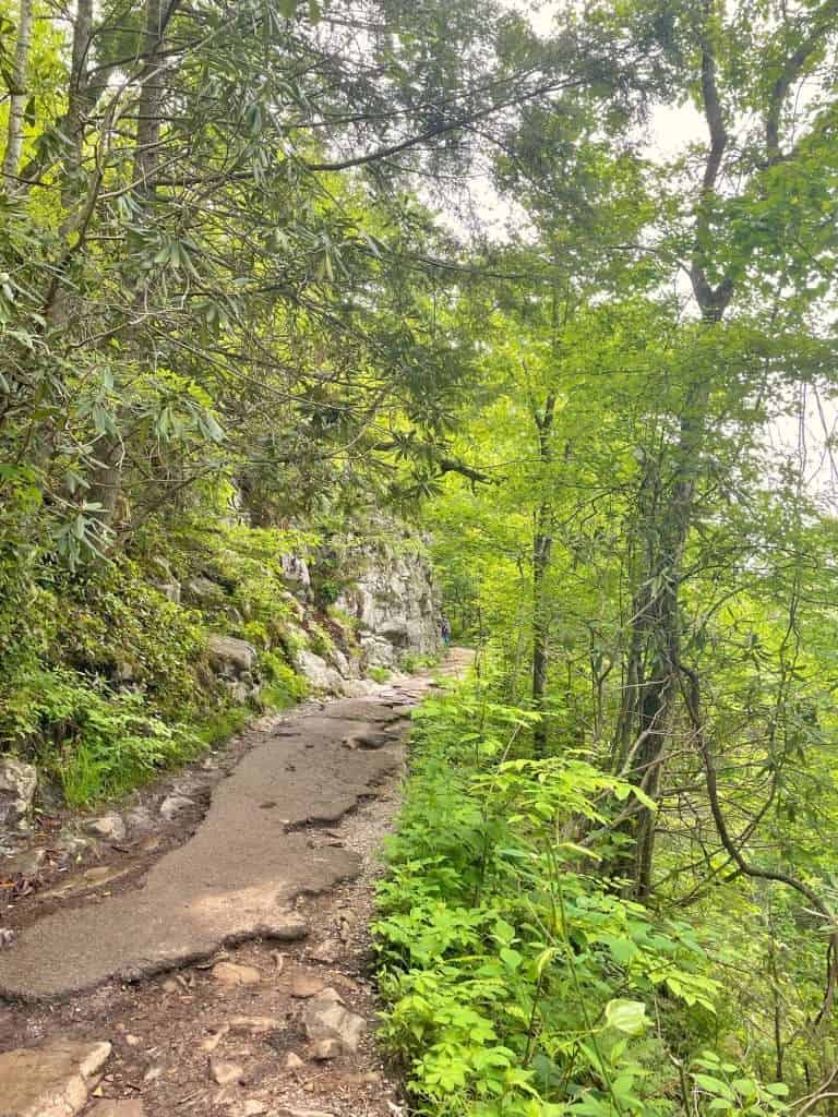 Trail to Laurel Falls