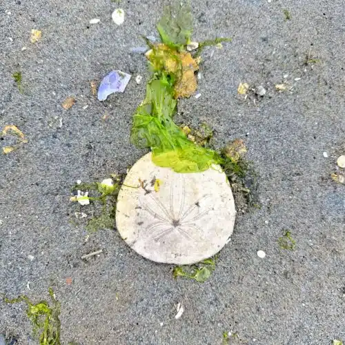 sand dollar at the beach in washington state