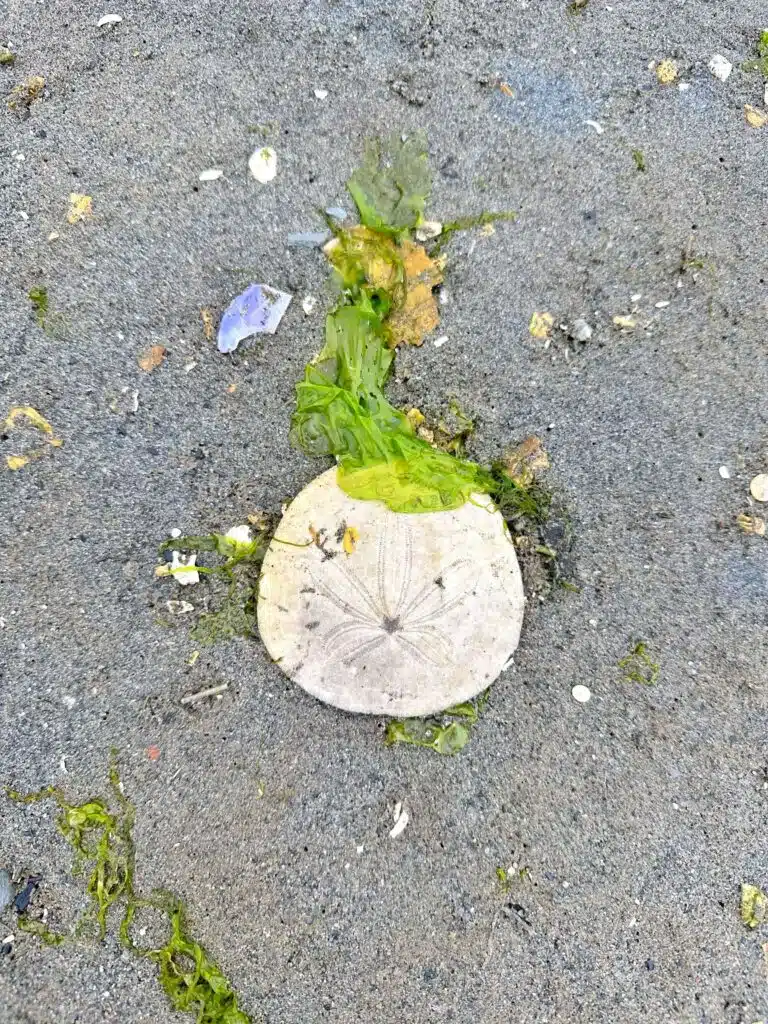 sand dollar at the beach in washington state