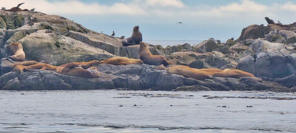 seals on our whale watching tour