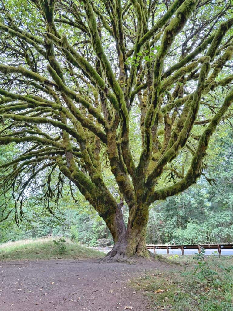 a huge tree in olympic national park in washington