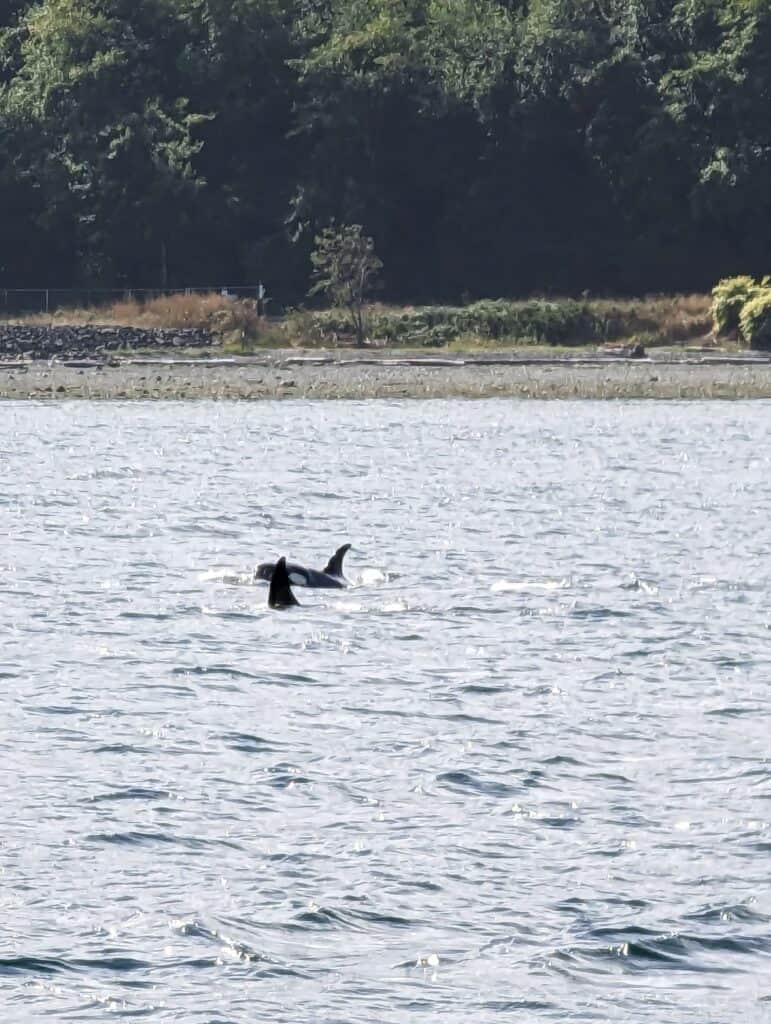 Whale watching in Washington state
