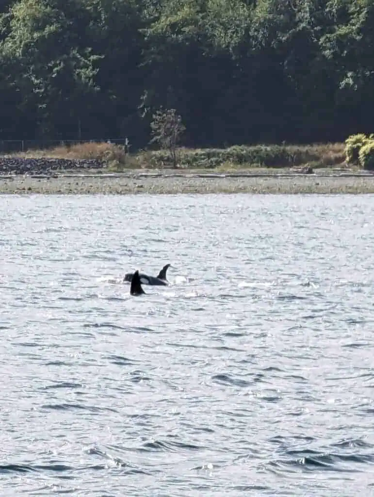 Whale watching in Washington state