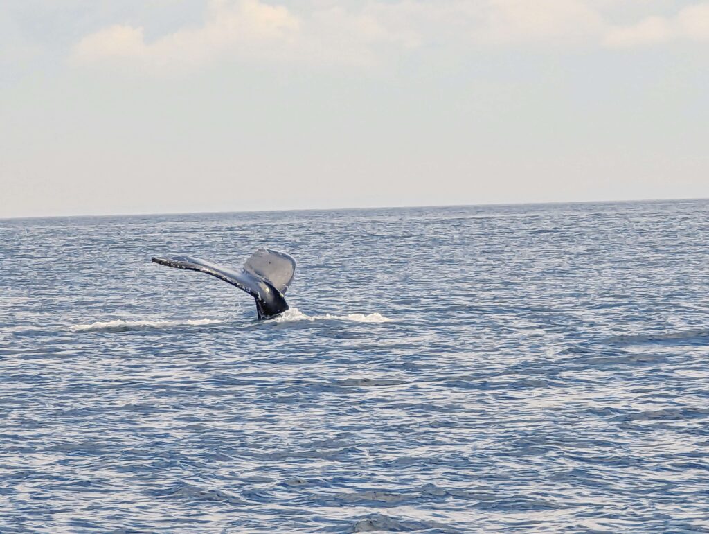 Whale watching in Washington state