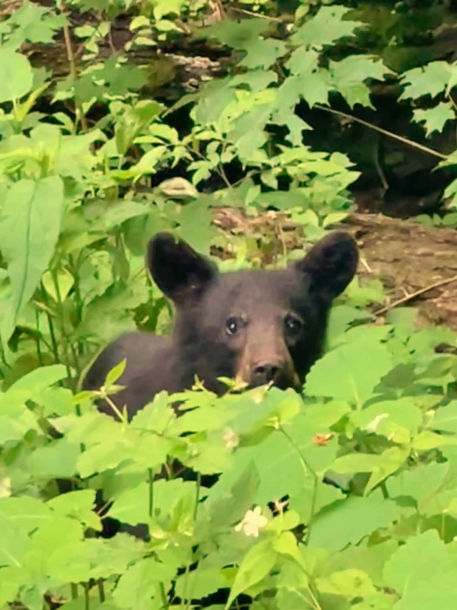 bear in the smoky mountains